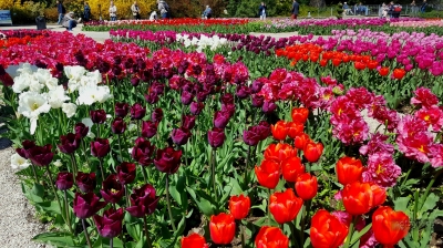 100 тысяч цветов покажут на «Параде тюльпанов» в Никите