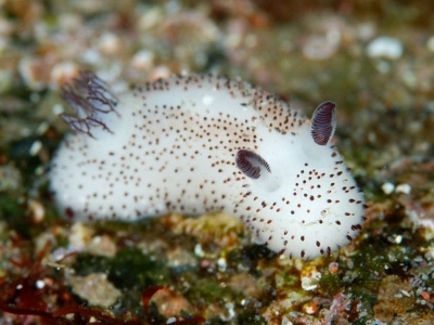 Jorunna parva — симпатичные морские слизни, напоминающие кролика