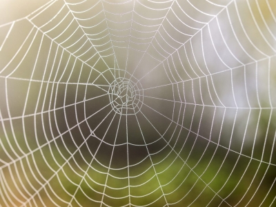 7 интересных фактов о паутине и пауках