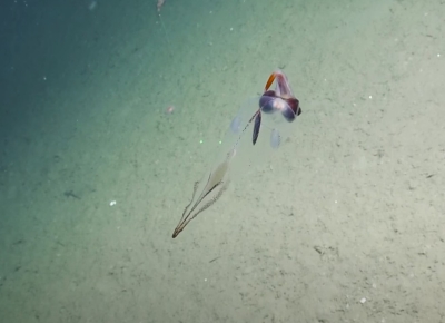 Удивительный прозрачный кальмар-какаду